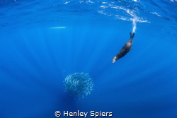 Open Ocean Hunt by Henley Spiers 